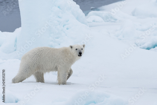 Wild polar bear cub on the pack ice, north of Svalbard Arctic Norway