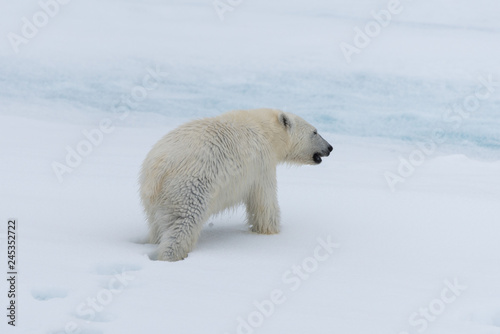 Wild polar bear cub on the pack ice, north of Svalbard Arctic Norway