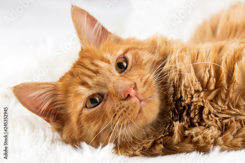Fototapeta Naklejka Na Ścianę i Meble -  Pet animal; cute cat indoor. Yellow cat.