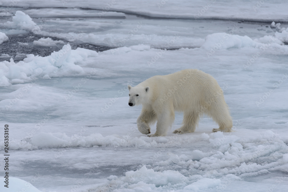 Wild polar bear on pack ice in Arctic sea