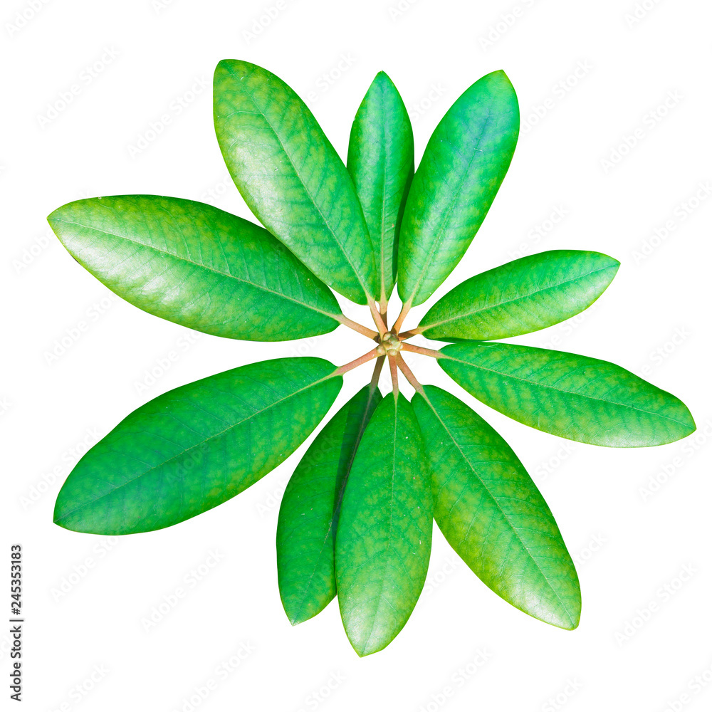 Rhododendron green leaves, top view. Closeup. Isolated on white,
