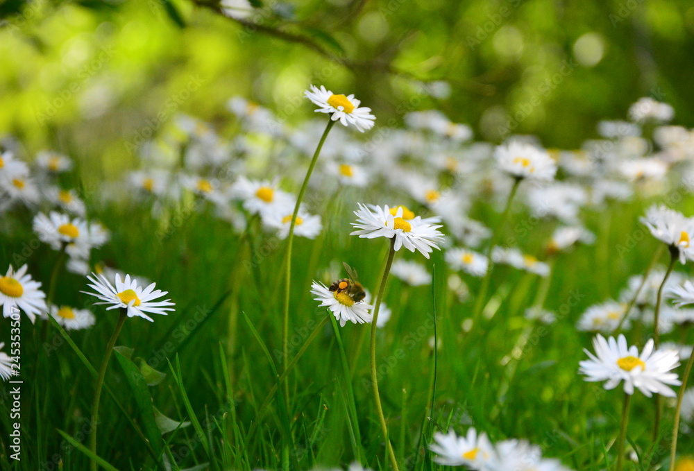 daisies in the grass daisies in the grass