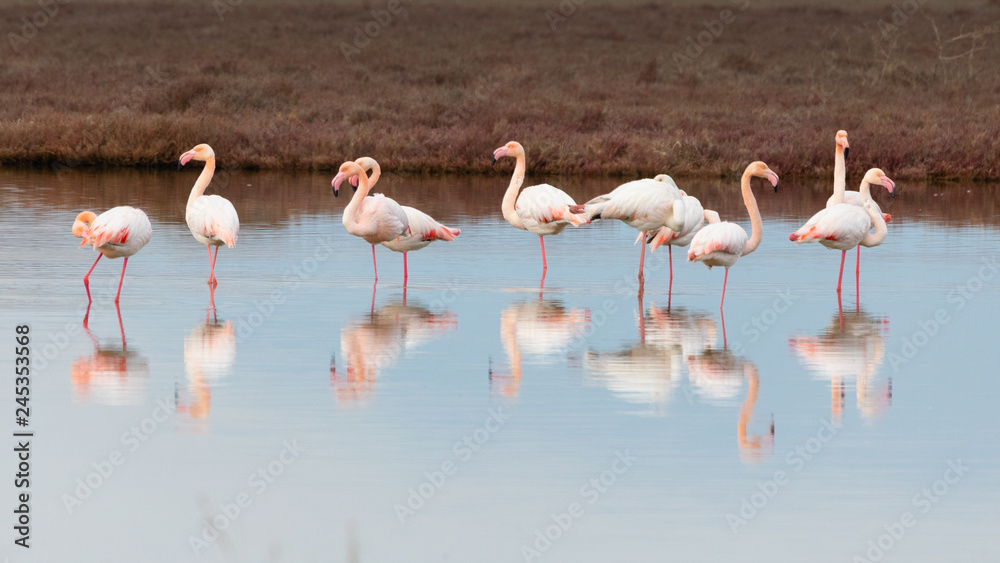 Group of greater pink flamingos and their reflections in Ptelea lake, Rodopi, Greece