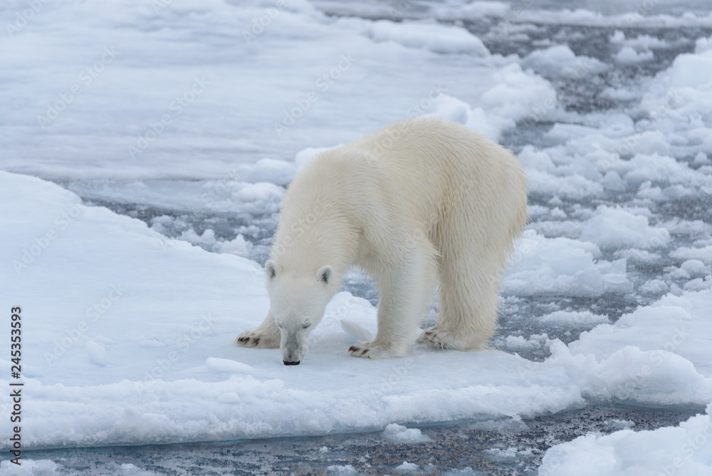 Wild polar bear on pack ice in Arctic sea close up Wild polar bear on pack ice in Arctic sea close up