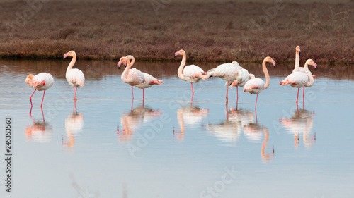 Group of greater pink flamingos and their reflections in Ptelea lake, Rodopi, Greece