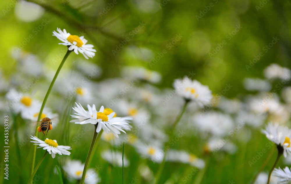 daisies in the meadow daisies in the meadow