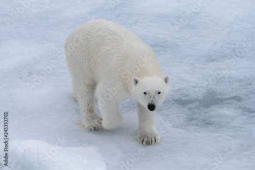 Polar bear  Ursus maritimus  on the pack ice north of Spitsbergen Island  Svalbard
