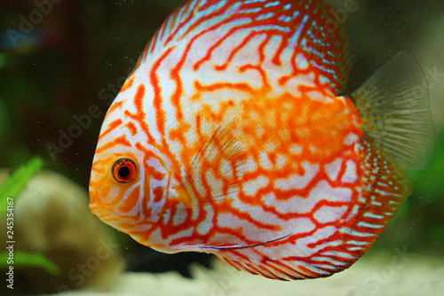 orange discus fish
