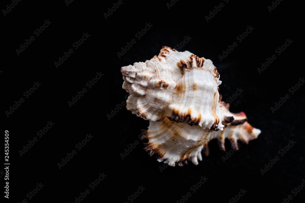 Murex Ramosus. Seashell Comb Venus a dark background.