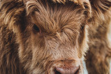 Scottish Highland cattle 