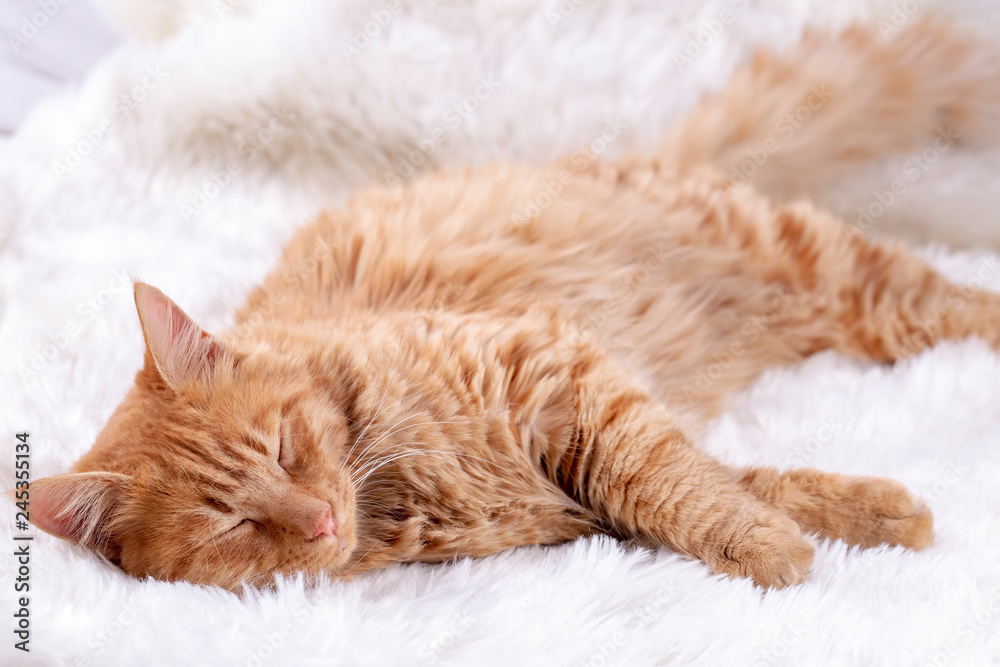 Obraz premium Pet animal; cute cat indoor. Yellow cat.