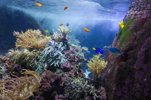 Sea fishes and corals underwater, Dubai aquarium, UAE