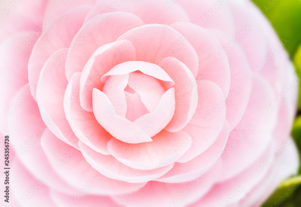 綺麗な椿の花 綺麗な椿の花