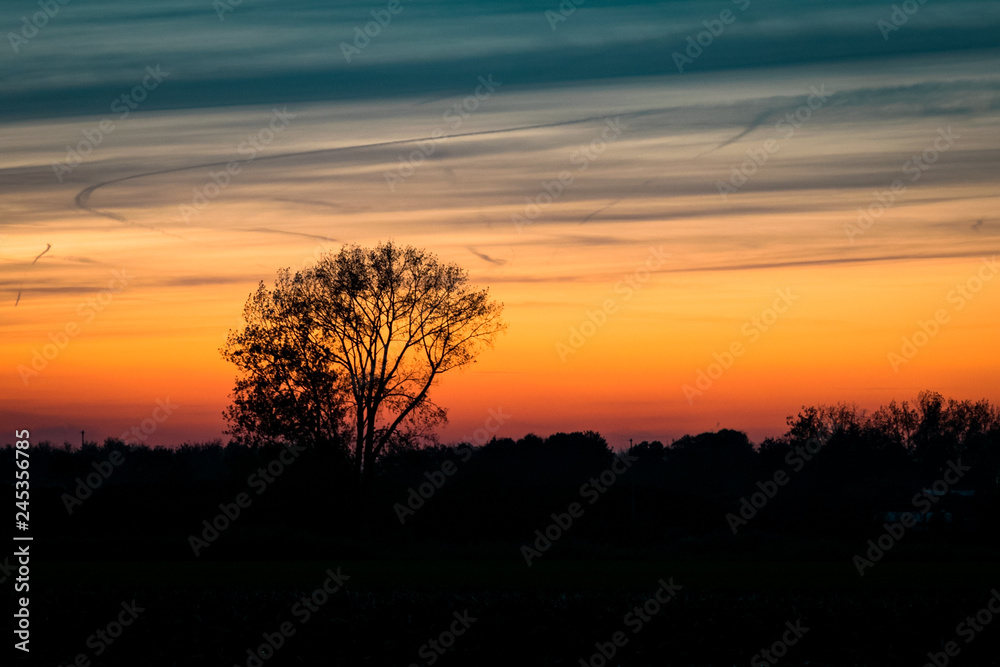 Silhouette of a lone tree against the twilight sky