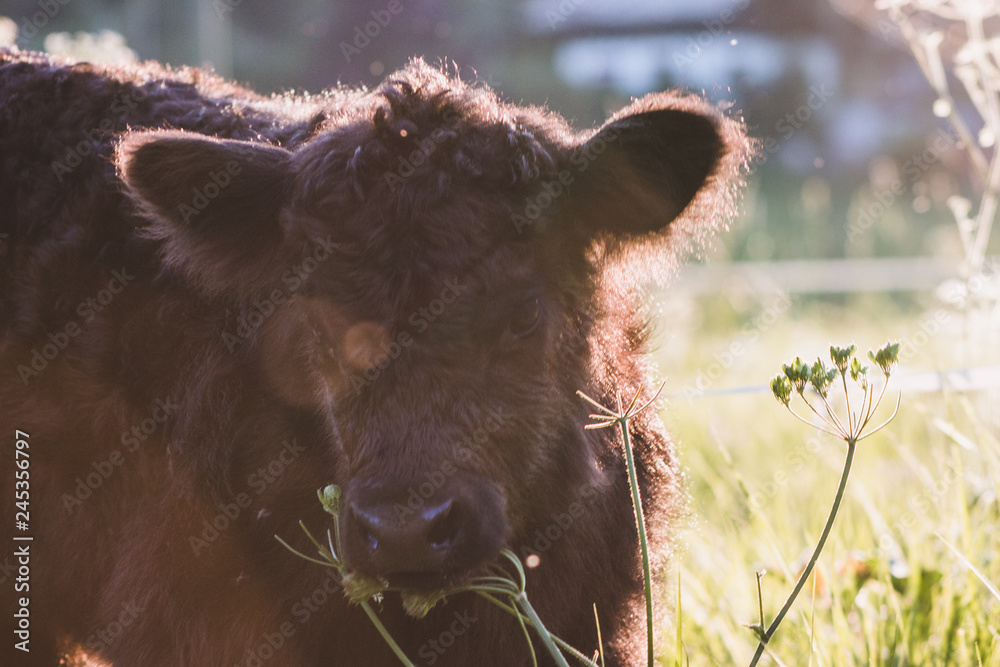 Highland calf Highland calf