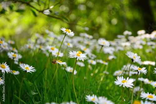 daisies in green grass