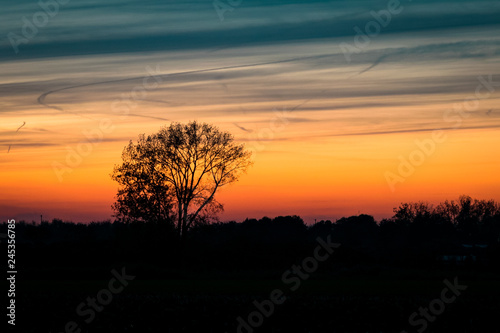 Silhouette of a lone tree against the twilight sky