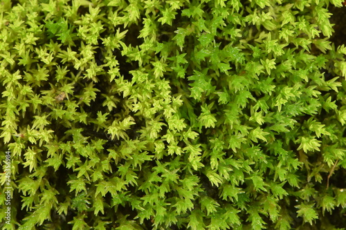 algae pattern