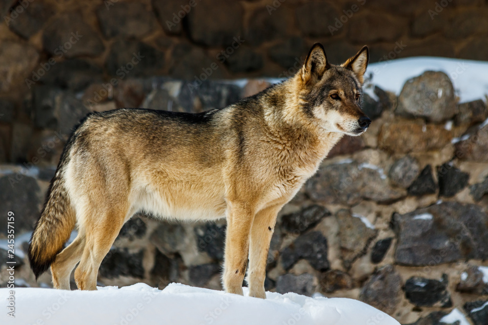 beautiful wolf on a snowy road