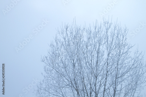 Frosted deciduous tree in winter