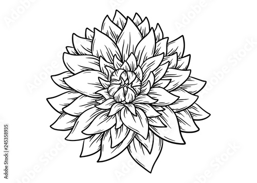 Hand drawn Dahlia flower. Vector illustration - Vector