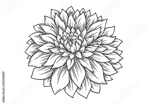 Billede på lærred Hand drawn Dahlia flower. Vector illustration - Vector