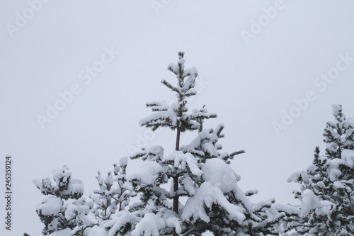 Pine tree covered of snow photo