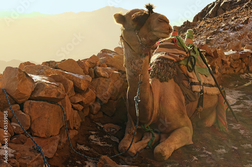 Camel for tourist trips. The animal waits for tired tourists to take them to the top of the Mount Sinai (Mount Horeb, Gabal Musa). Famous touristic place and travel destination in Egypt