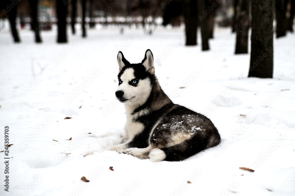Beautiful husky puppy with blue eyes is lying on the snow. Beautiful husky puppy with blue eyes is lying on the snow.