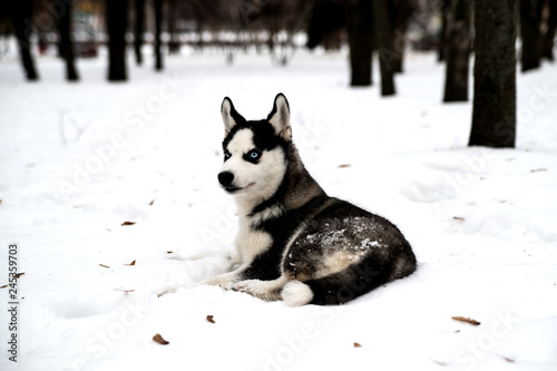 Beautiful husky puppy with blue eyes is lying on the snow.