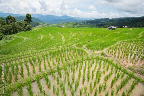 Fototapeta Naklejka Na Ścianę i Meble -  transplant rice terrace seedlings field in Ban Pa Bong Piang, Chiagmai, the north of thailand