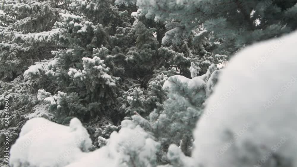 Winter season. Snowy fir trees are in snowstorm. Winter season. Snowy fir trees are in snowstorm.