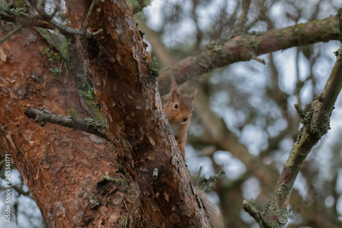 Red Squirrel, Sciurus vulgaris, on ground and in tree posing during a cold winters morning in scotland