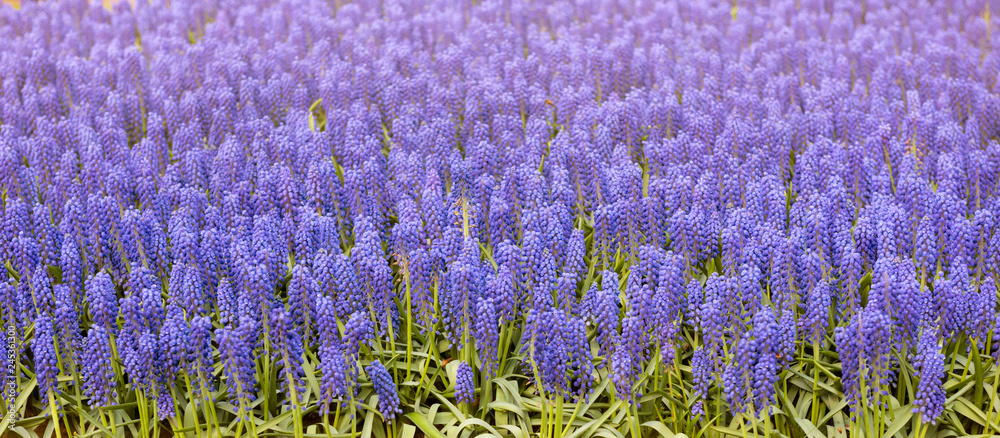 Grape Hyacinth flower in spring garden Grape Hyacinth flower in spring garden