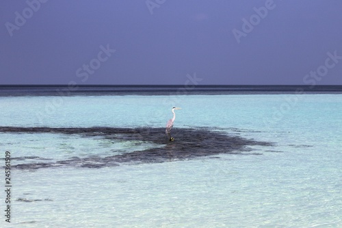 Isolated gray heron above coral reef in Maldives (Ari Atoll)
