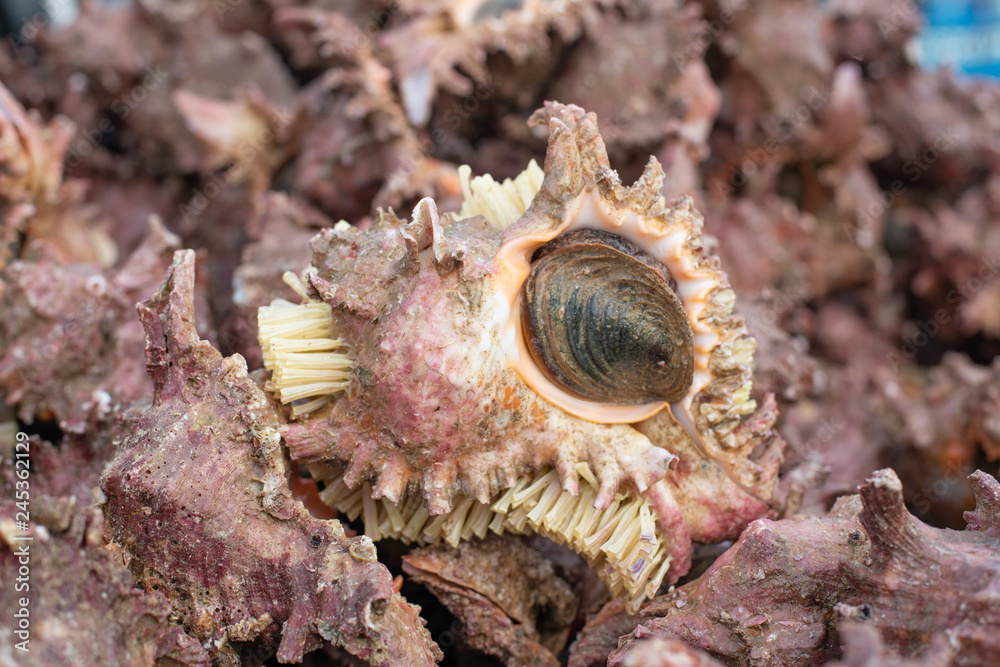 Heap of conch seashells still life , raw food Heap of conch seashells still life , raw food