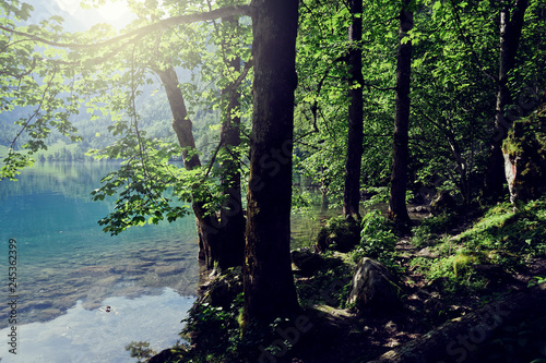 Forest near the lake with clear water. and the sun shines on the vintage scene.