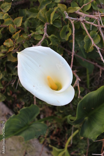 white calla flower