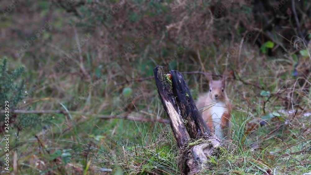 Red Squirrel, Sciurus vulgaris, on ground and in tree posing during a cold winters morning in scotland Red Squirrel, Sciurus vulgaris, on ground and in tree posing during a cold winters morning in scotland