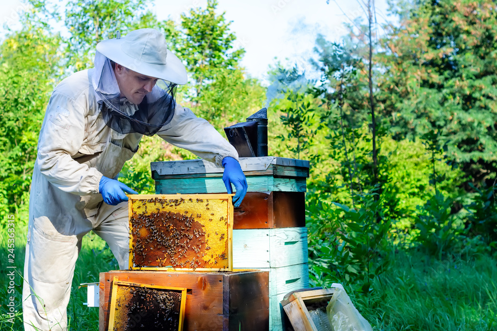 Closeup portrait of beekeeper holding a honeycomb full of bees. Beekeeper in protective workwear inspecting honeycomb frame at apiary. Beekeeping concept. Beekeeper harvesting honey. Closeup portrait of beekeeper holding a honeycomb full of bees. Beekeeper in protective workwear inspecting honeycomb frame at apiary. Beekeeping concept. Beekeeper harvesting honey.