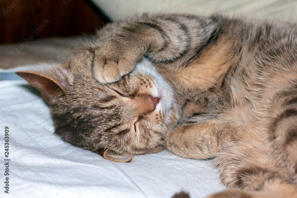 a brown red cat sleeps sweetly on the bed and is covered with paws