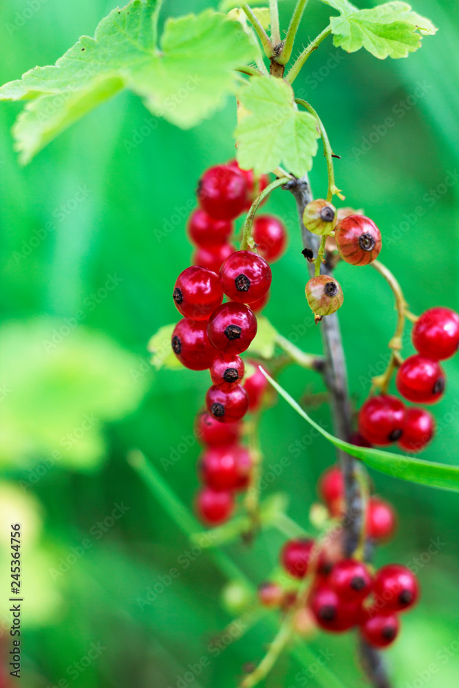 redcurrant brushes on a close-up branch