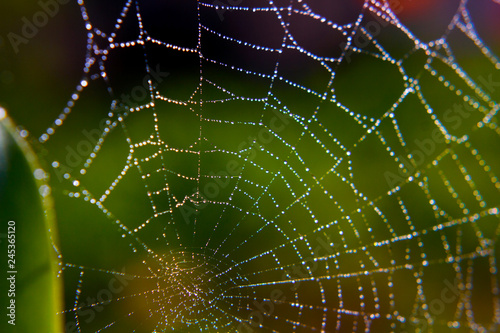 spiderweb in dew drops