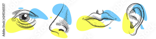 Nose, eye, lips, ear in pencil art style. Vector illustration design. photo