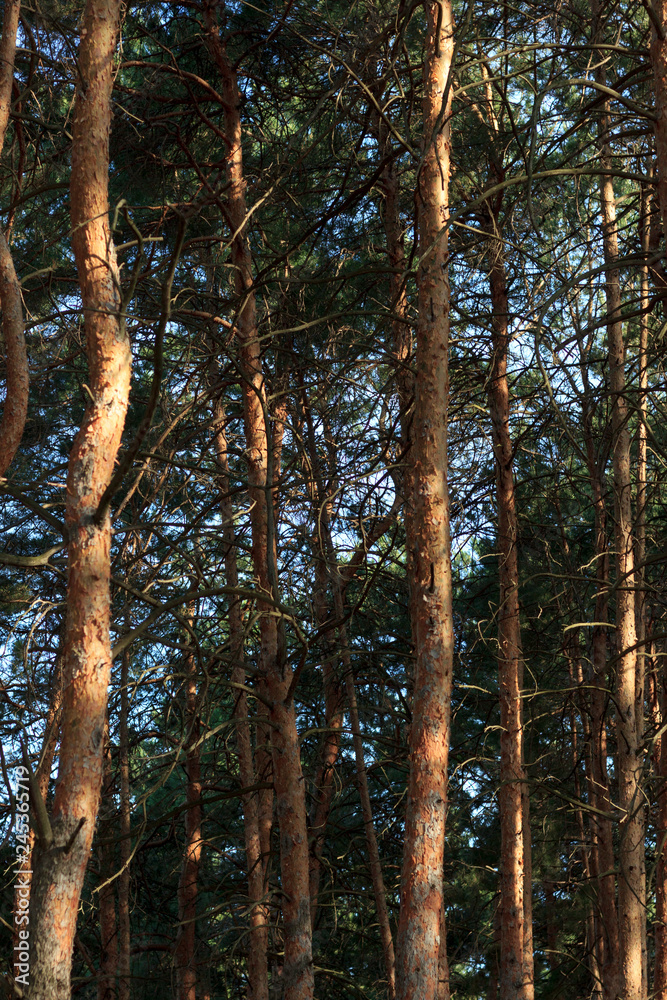 Fototapeta premium inside the pine forest at sunset in summer