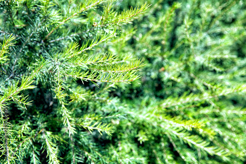 Fir branches close up. Sunny summer day