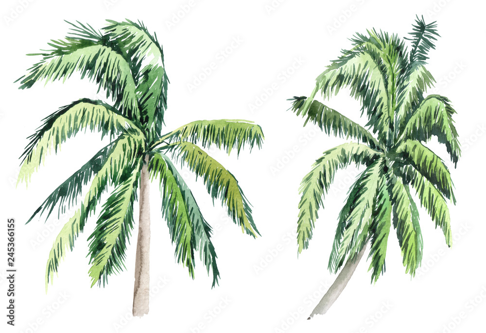 Naklejka premium Set of pictures of hand drawn watercolor palm trees. picturesque image of a palm tree. palm tree on the beach
