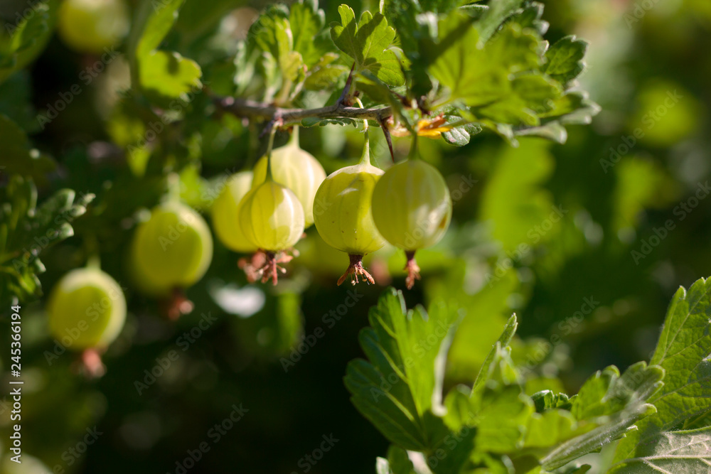 green gooseberry berries on a close-up branch green gooseberry berries on a close-up branch