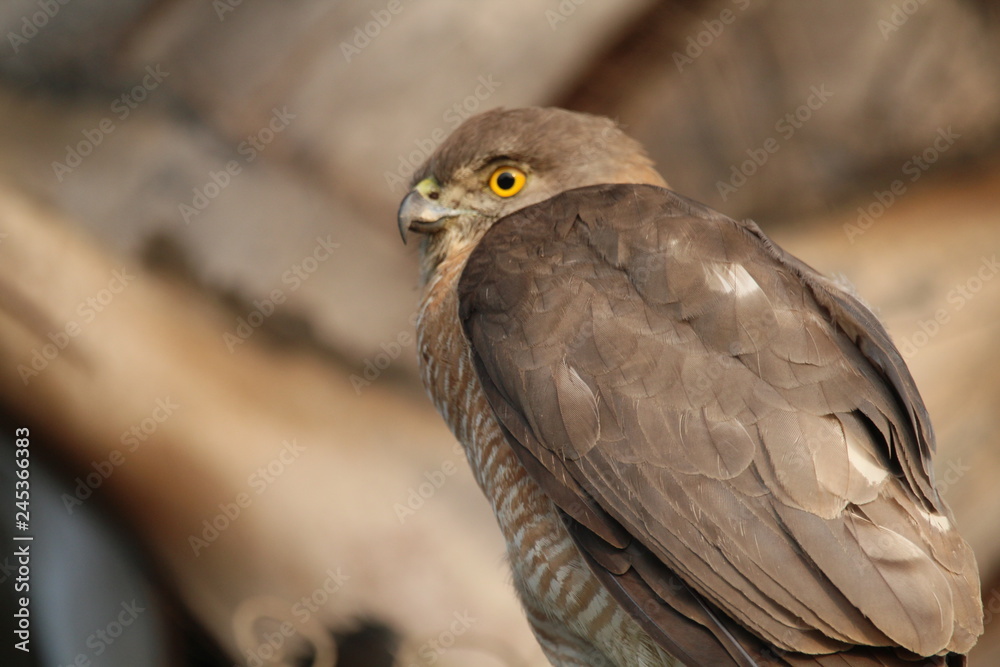 Fototapeta premium Eagle eye