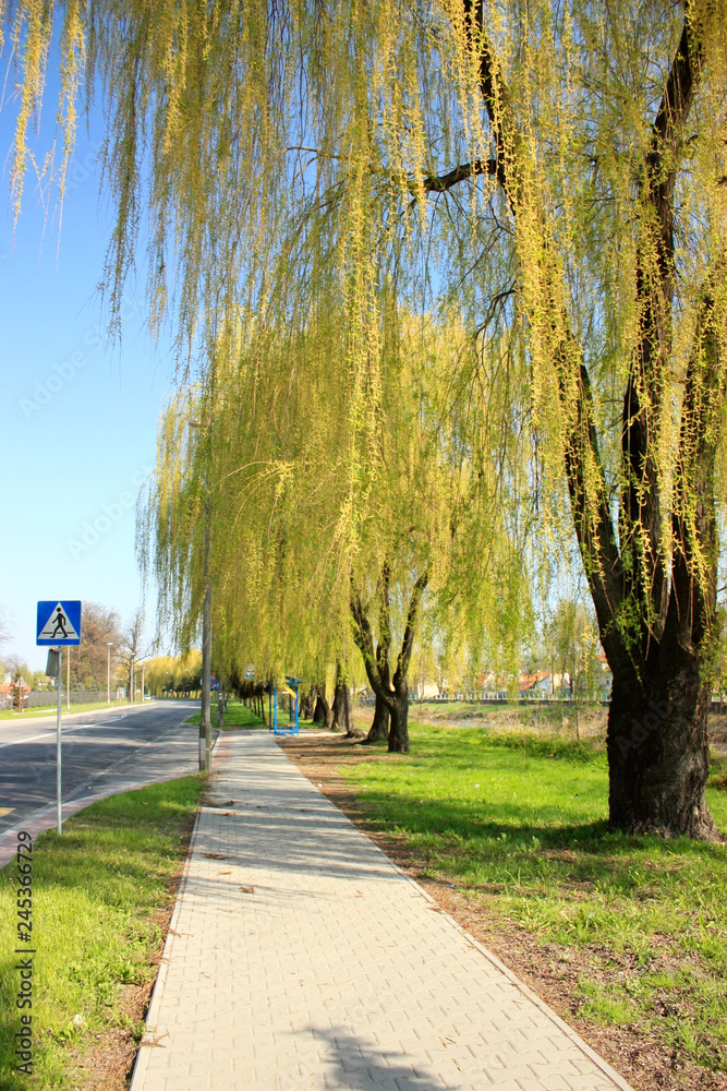 Fototapeta premium Weeping willow in the spring. Nowy Sacz, Poland.